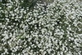 Plenty of white flowers of Cerastium tomentosum Royalty Free Stock Photo