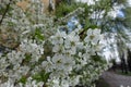 Plenty of white flowers of sweet cherry in April