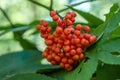 Plenty of wild red berries growing on the branch in the forest Royalty Free Stock Photo