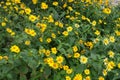 Plenty yellow flowerheads of Heliopsis helianthoides