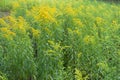 Plenty of yellow flowers of Solidago canadensis in summer