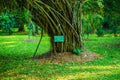 Pleomele Agave Tree With Name Board On The Trunk With Green Leaf And Grass In Bogor Indonesia