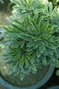 Plerandra elegantissima formerly called Schefflera and Dizygotheca, an evergreen tree plant closeup. Selective focus