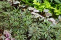 Plerandra elegantissima formerly called Schefflera and Dizygotheca, an evergreen tree plant. Indoor plants in flower pots,