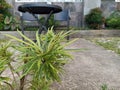 Plerandra elegantissima formerly called Schefflera and Dizygotheca