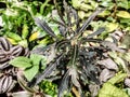 Plerandra elegantissima plant - close up