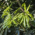 Plerandra leaves as a textured backdrop.