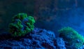 Plerogyra sinuosa, bubble coral. Star polyp, Clavularia. Reef tank, marine aquarium. Fragment of blue aquarium full of plants. Royalty Free Stock Photo