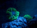 Plerogyra sinuosa, bubble coral. Star polyp, Clavularia. Reef tank, marine aquarium. Fragment of blue aquarium full of plants. Royalty Free Stock Photo