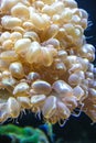 Plerogyra sinuosa - jelly-like species of the phylum Cnidaria, aquarium