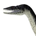 Plesiosaurus Reptile Head