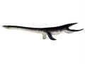 Plesiosaurus Reptile Side Profile