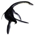 Plesiosaurus Reptile Tail