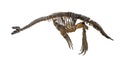 Plesiosaurus skeleton isolated Royalty Free Stock Photo