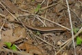 Plestiodon fasciatus Royalty Free Stock Photo