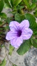 Pletekan, flower, purple, garden, blooming