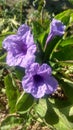 Pletekan, flower, purple, garden, green