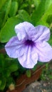 Pletekan, flower, purple, green, nature, blooming