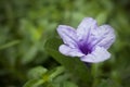 Pletekan flower or Ruellia tuberosa or Purple Kencana natural wallpaper with bokeh background