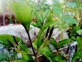 Pletekan or purple golden leaf herbal plant. has a function as a herbal medicine