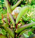 Pletekan or purple golden leaf herbal plant. has a function as a herbal medicine