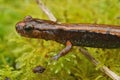 Lateral closeup of the orange form of theWestern redback salamander , Plethodon vehiculum - Royalty Free Stock Photo