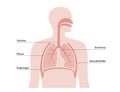 Pleura anatomical poster