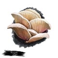 Pleurocybella porrigens mushroom digital art illustration. Angel wing watercolor print, Pleurotus Basidiomycota natural fungus