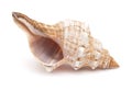 Pleuroploca trapezium,, trapezium horse conch