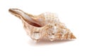 Pleuroploca trapezium, trapezium horse conch