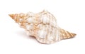 Pleuroploca trapezium, trapezium horse conch Royalty Free Stock Photo
