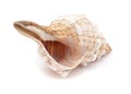 Pleuroploca trapezium,, trapezium horse conch Royalty Free Stock Photo