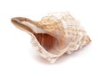 Pleuroploca trapezium,, trapezium horse conch