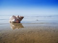 Pleuroploca trapezium in the water