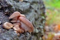 Pleurotus cornucopiae mushroom Royalty Free Stock Photo
