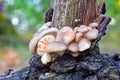 Pleurotus cornucopiae mushroom Royalty Free Stock Photo