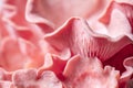 Pleurotus djamor fruiting body, macro details of pink oyster mushrooms Royalty Free Stock Photo