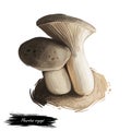 Pleurotus eryngii, king oyster or trumpet or French horn mushroom closeup digital art illustration. Boletus with light grey shade