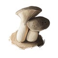 Pleurotus eryngii, king oyster or trumpet or French horn mushroom closeup digital art illustration. Boletus with light