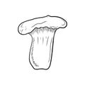 Pleurotus eryngii, king trumpet mushroom, French horn mushroom, eryngi, king oyster mushroom, king brown mushroom, boletus of the