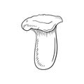 Pleurotus eryngii, king trumpet mushroom, French horn mushroom, eryngi, king oyster mushroom, king brown mushroom