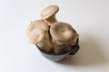 Pleurotus eryngii King Trumpet Mushrooms crowded into a small ce