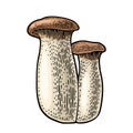 Pleurotus eryngii mushroom also known as eryngi. Vintage color vector engraving illustration isolated