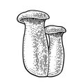 Pleurotus eryngii mushroom also known as eryngi. Vintage monochrome vector engraving