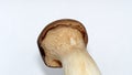 Pleurotus eryngii mushroom on a white background.