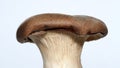 Pleurotus eryngii mushroom on a white background.