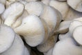 Pleurotus mushroom Royalty Free Stock Photo