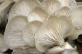 Pleurotus mushroom Royalty Free Stock Photo