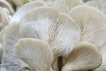 Pleurotus mushroom Royalty Free Stock Photo