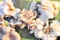 pleurotus mushroom Royalty Free Stock Photo
